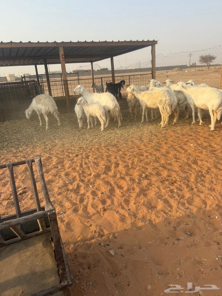 Liberties64569889392513111