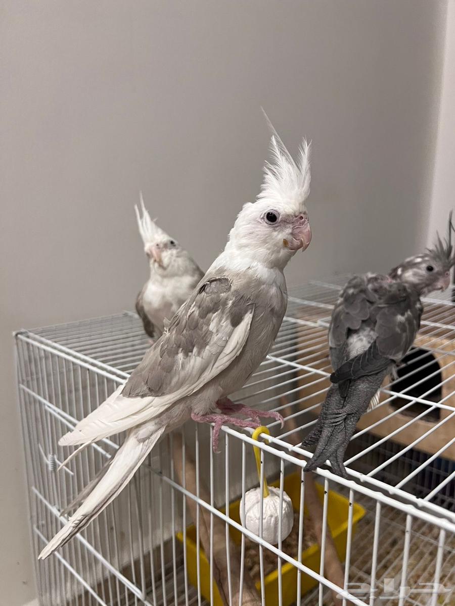 للبيع طيور64568016113409110