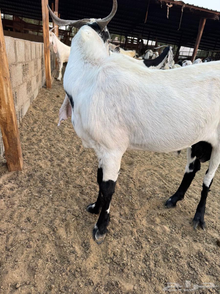 Tais Mushrouk Fahel Sanaf64566230973571113