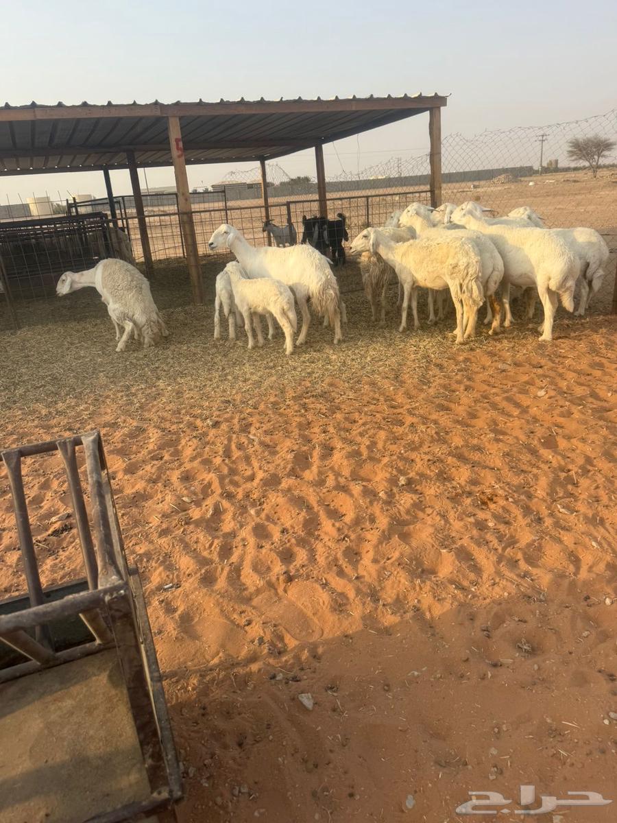 Liberties64569889392513113