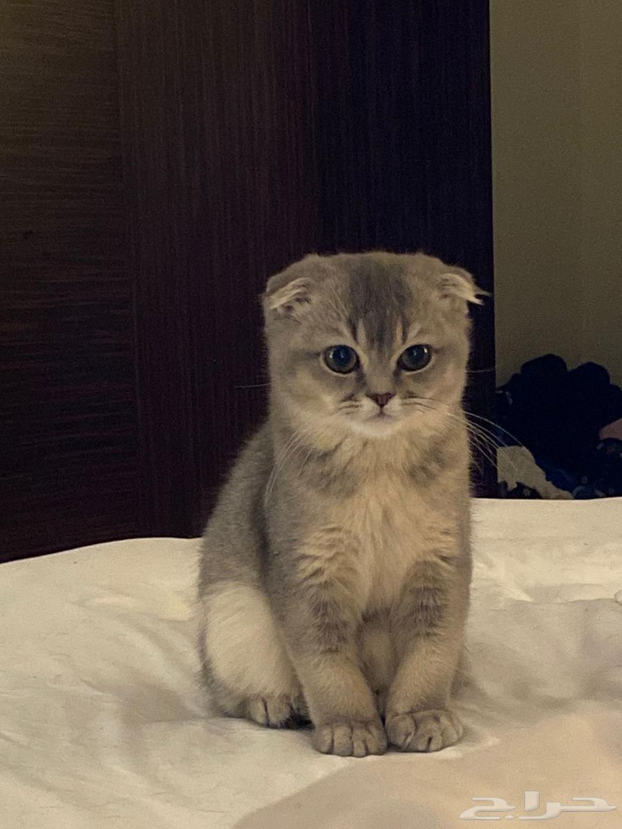 ذكر سكوتش فولد للبيع64565255835265112