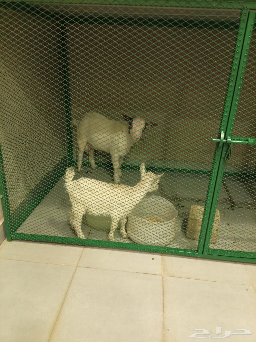 Dwarf goats64563034900994111