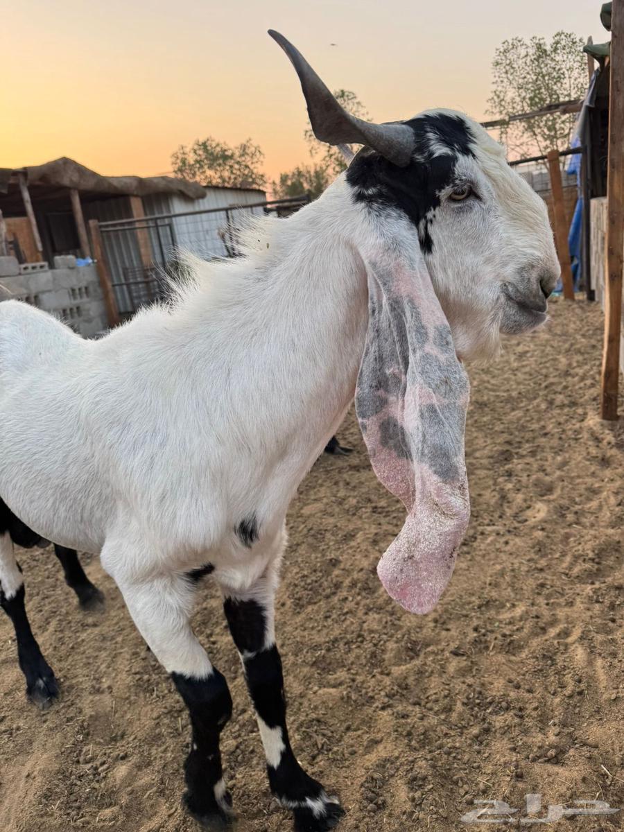 Tais Mushrouk Fahel Sanaf64566230973571110