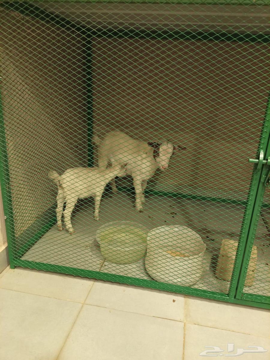 Dwarf goats64563034900994112