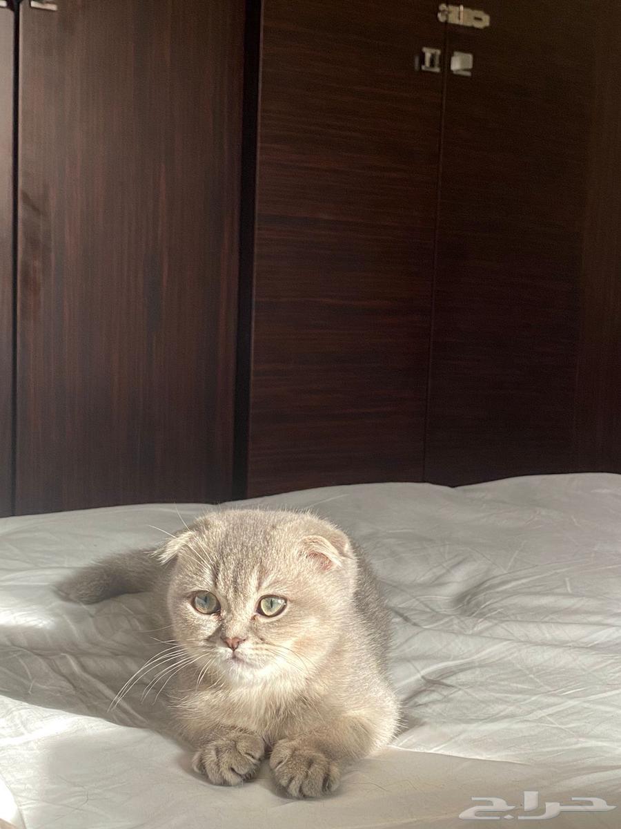 ذكر سكوتش فولد للبيع64565255835265111