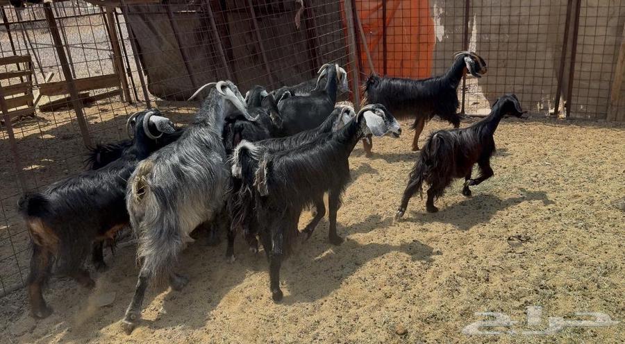 Goat Defects64570764422018113