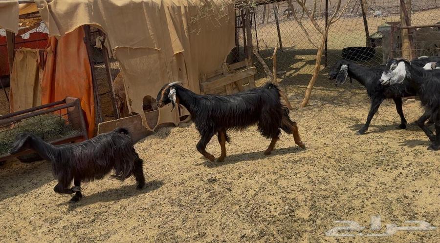 Goat Defects64570764422018111