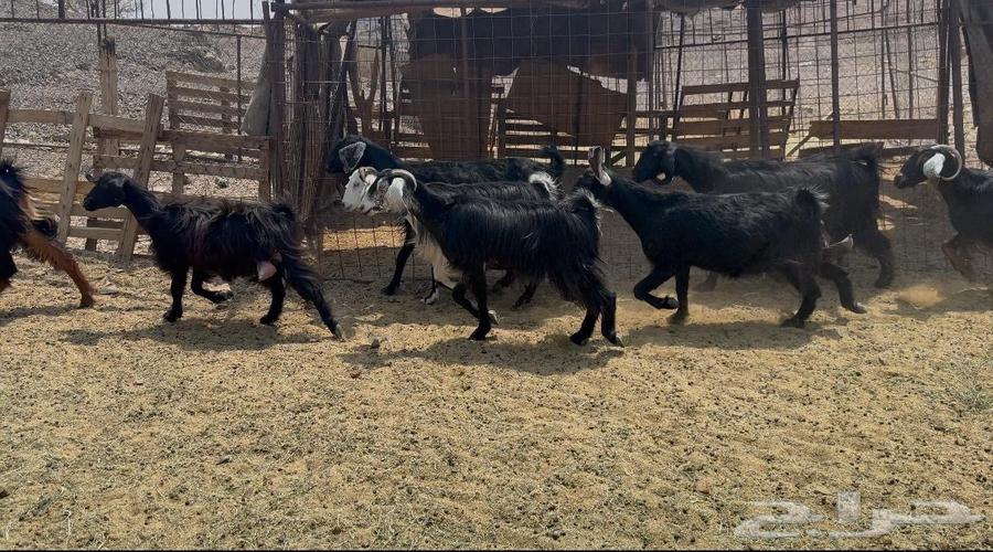 Goat Defects64570764422018112