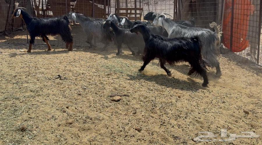 Goat Defects64570764422018114