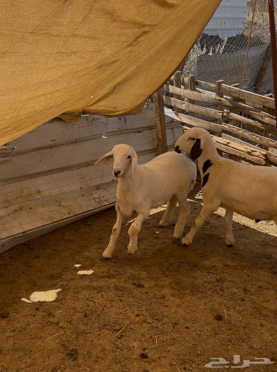 طليان لباني مع السلخ ولتوصيل64565368228481110