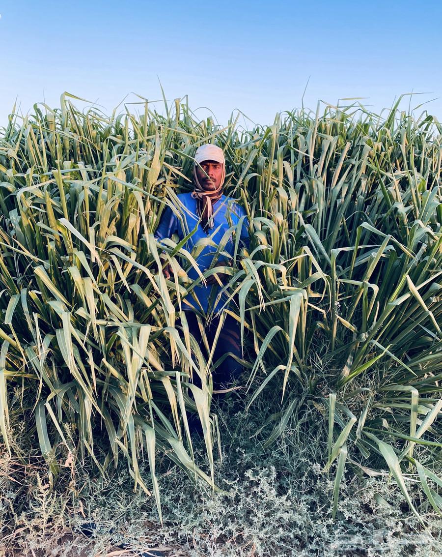 شتلات بونيكام اسباني سوبر مومباسا64570408037378110