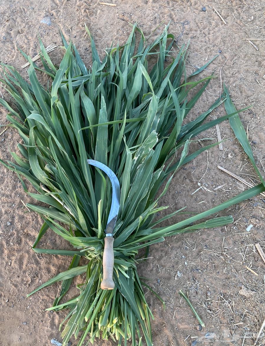 شتلات بونيكام اسباني سوبر مومباسا64570408037378114