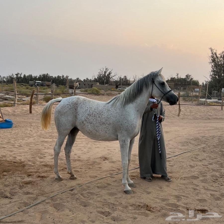 للبيع فرس شعبيه ومهر64571038616963111
