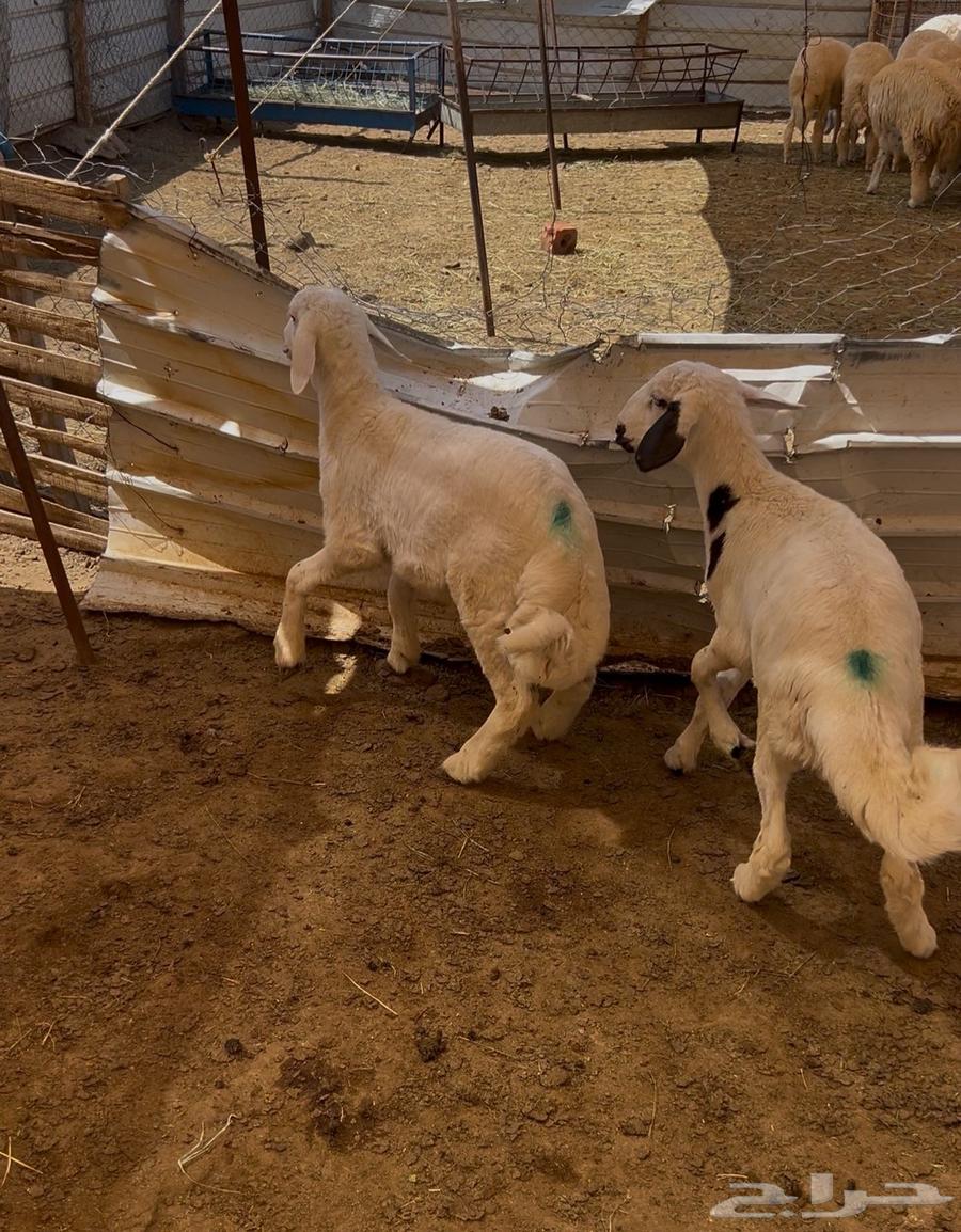 هرفي حري لباني64569780929283112