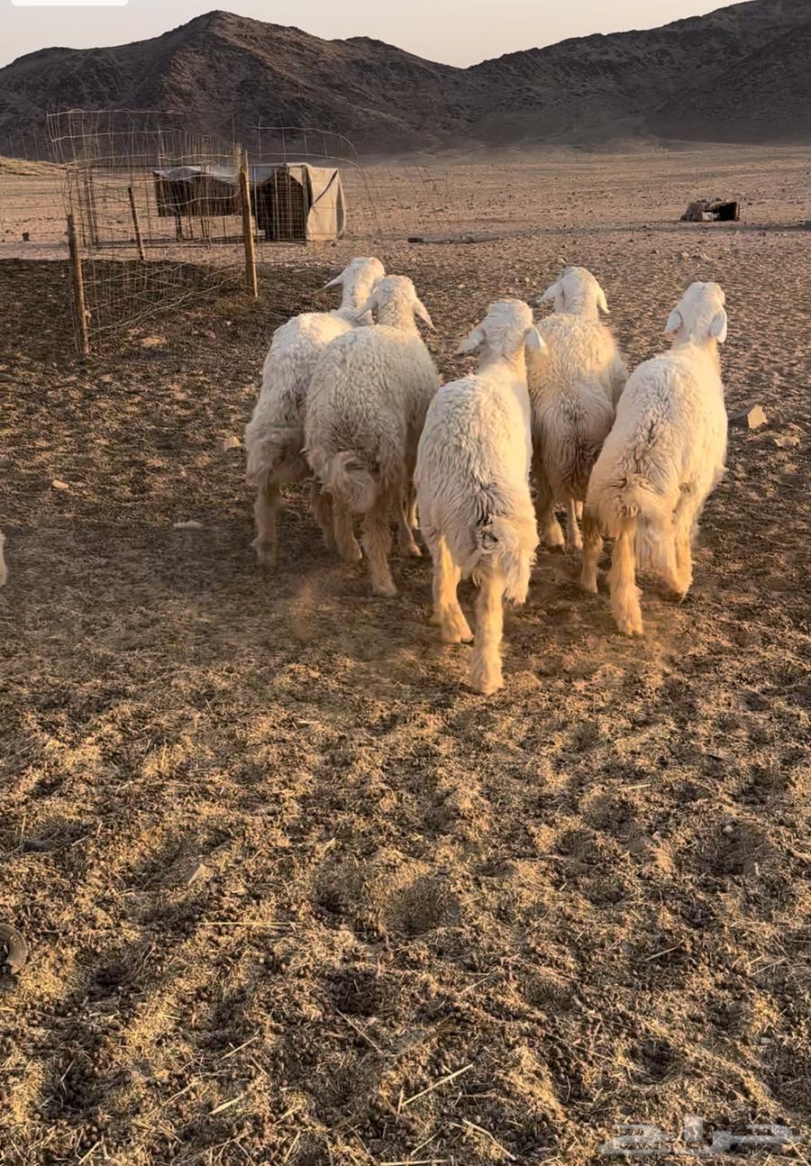 للبيع طليان حرية طيبة64566589385217111