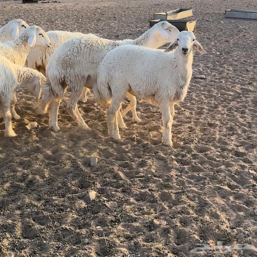 للبيع طليان حرية طيبة64566589385217112