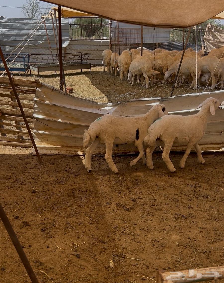 هرفي حري لباني64569780929283110