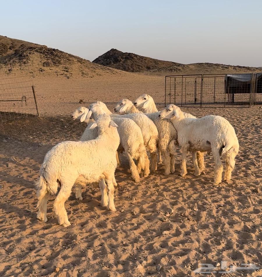 للبيع طليان حرية طيبة64566589385217114