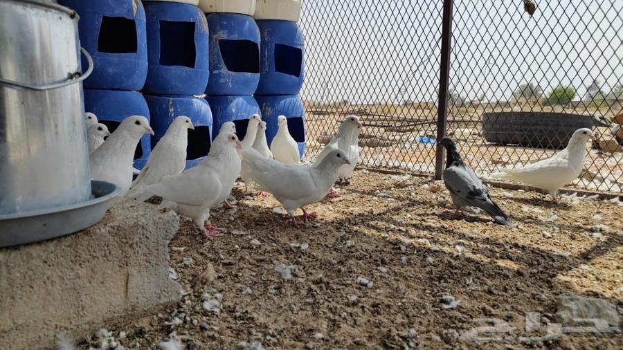 حمام فرنسي للبيع64565716819585113