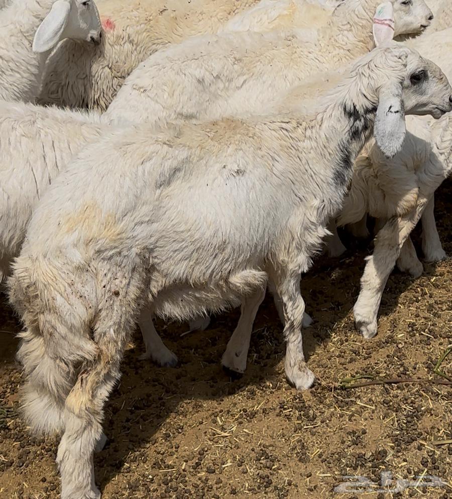 رخل حريه 5 شهور جرم ظهر وطرف مقنى حد 125064562671192834110