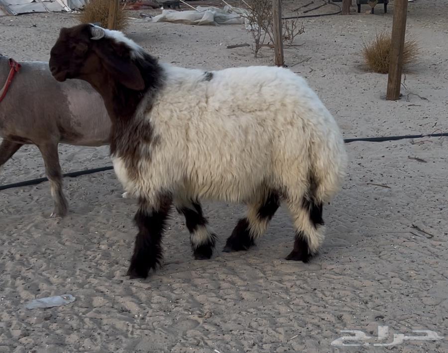 مشروع فحل نعيم صنف ادبس64565925744643111