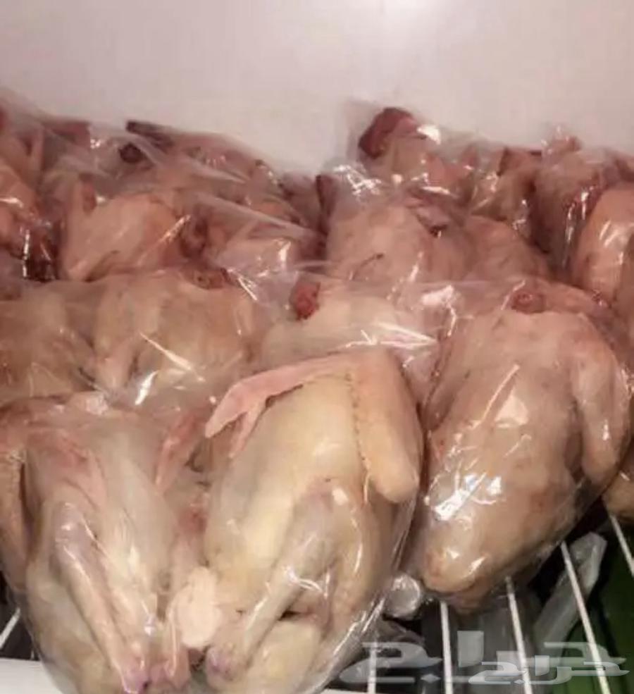 زغاليل   زاجل 0 فرنسي   سلفر64564240237827110