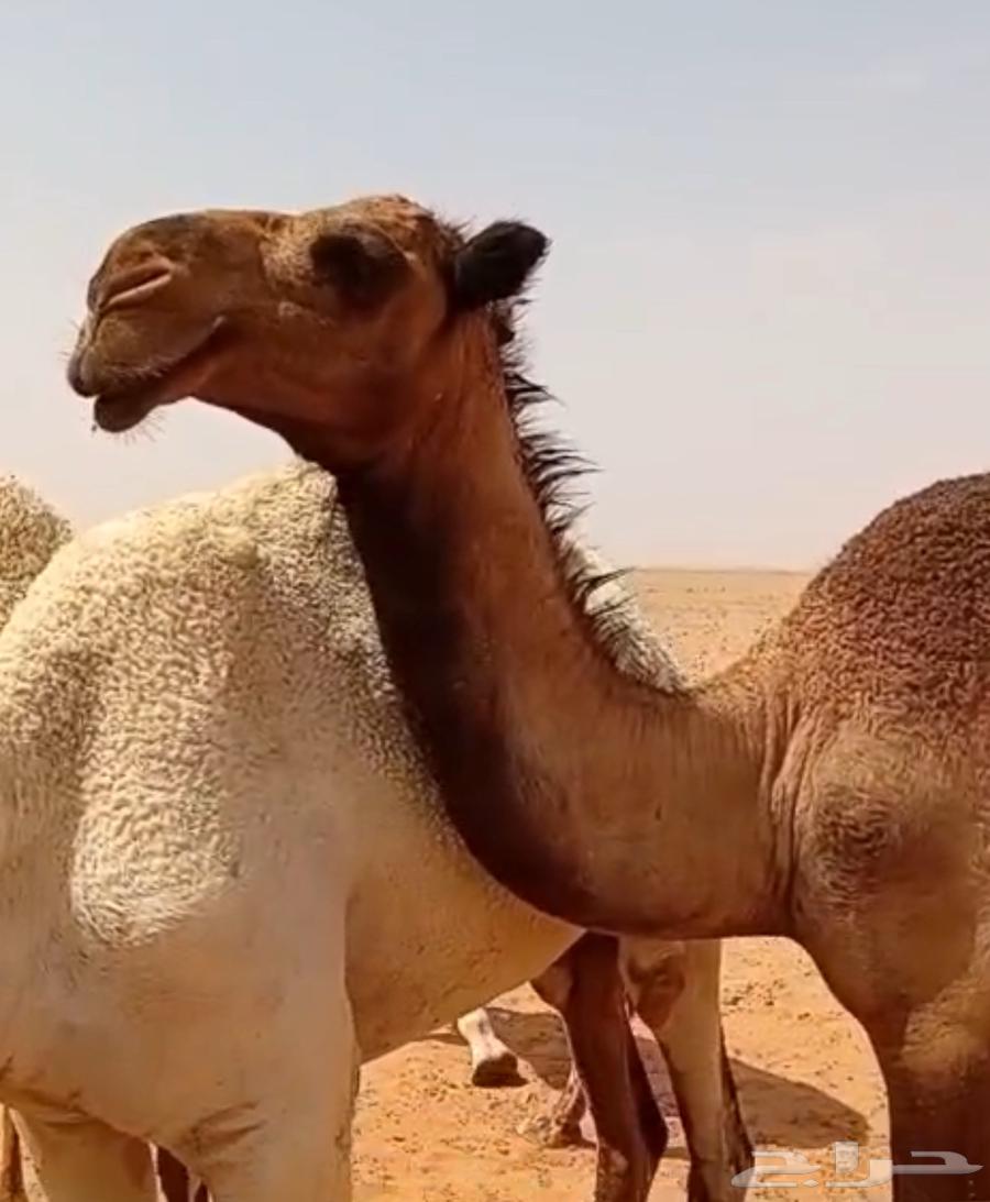 للبيع بكرة صفراء حقه64570778208130110