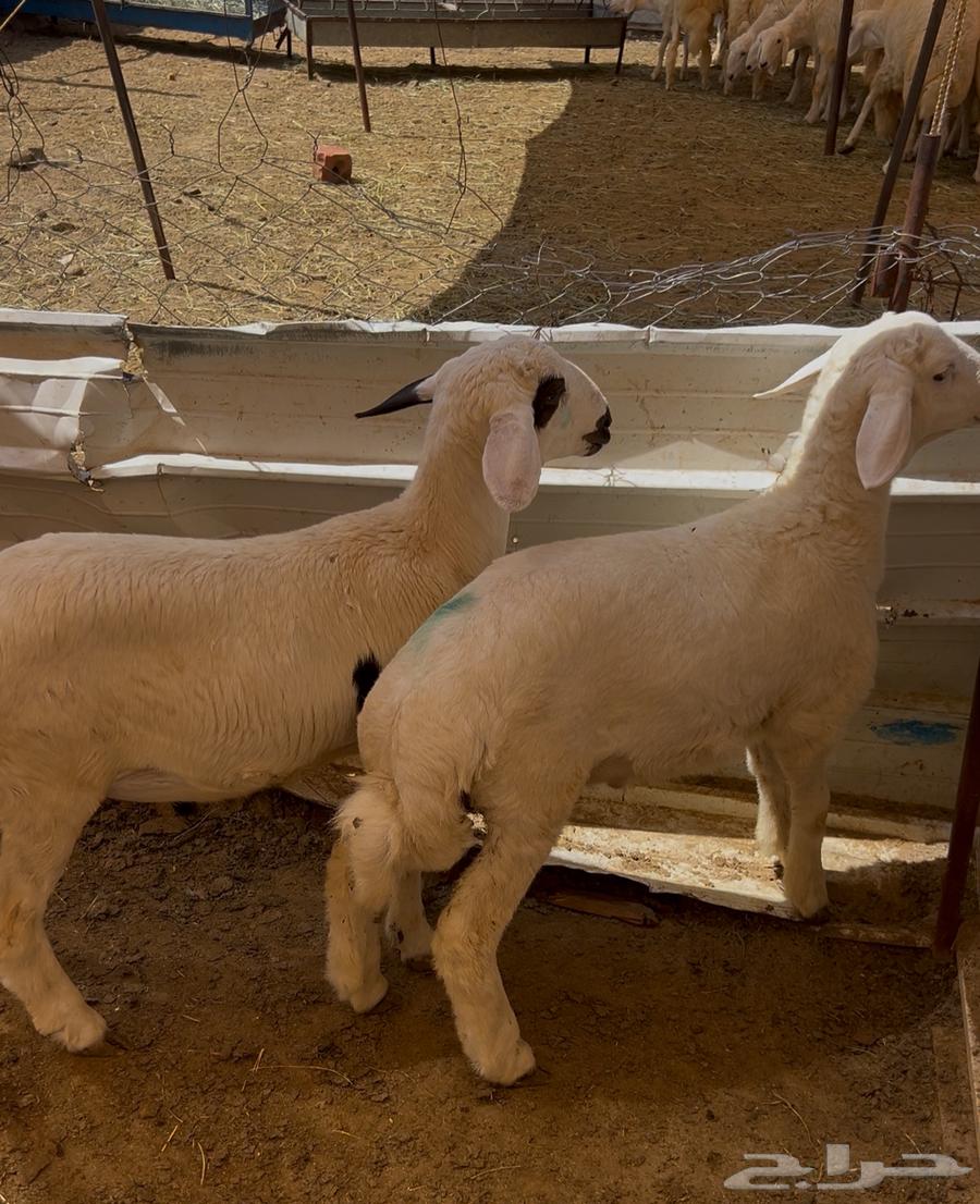 طليان لباني مع السلخ ولتوصيل64565368228481111