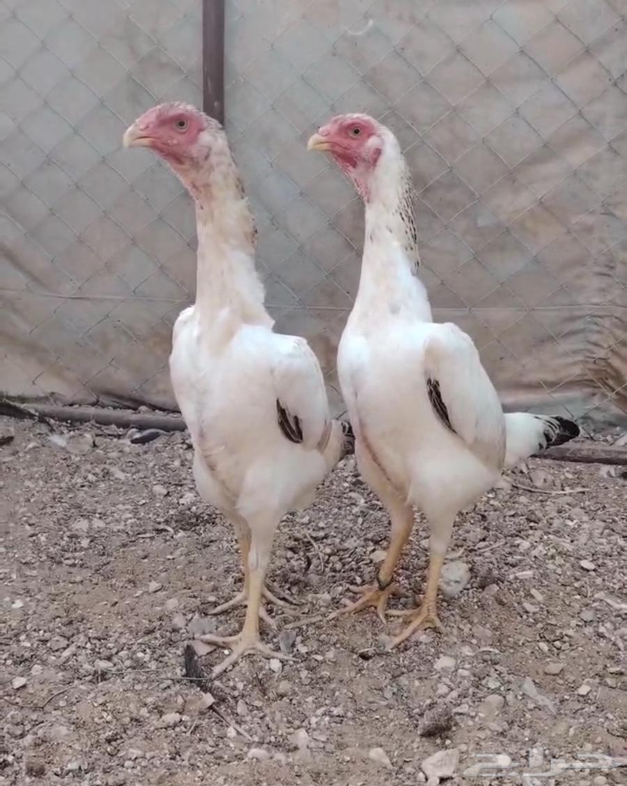 طقم شامو باباني توووب ( تم البيع )64570900990337110