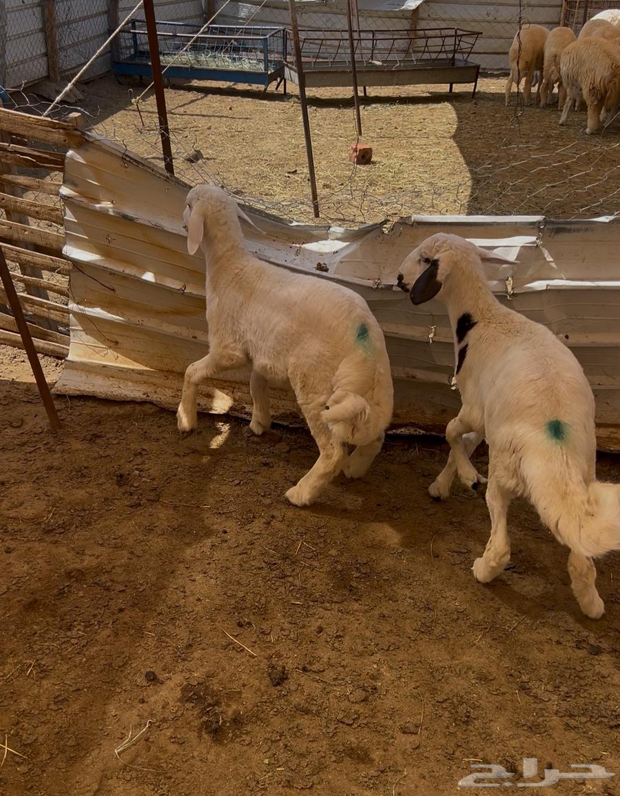 طليان لباني مع السلخ ولتوصيل64565368228481112