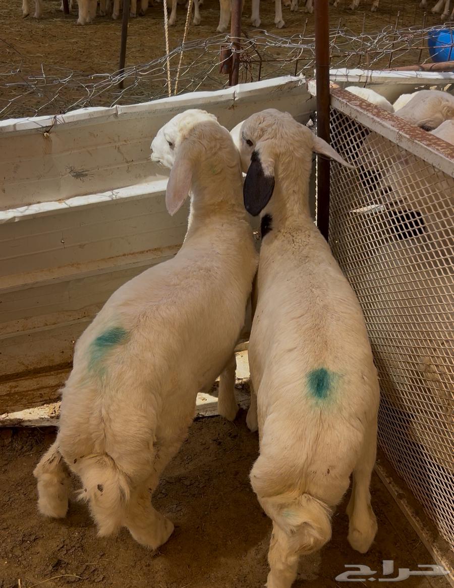 طليان لباني مع السلخ ولتوصيل64565368228481113