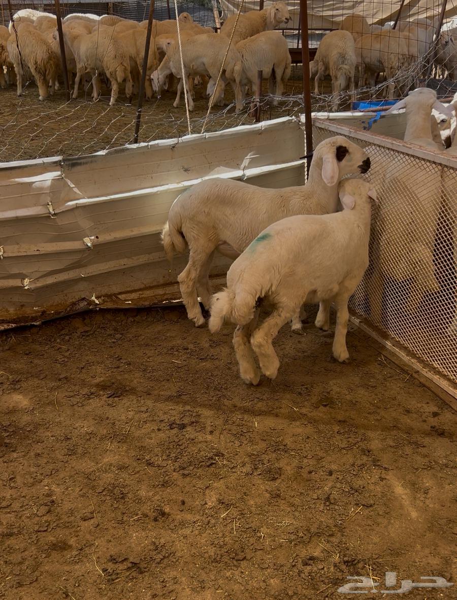 طليان لباني مع السلخ ولتوصيل64565368228481114