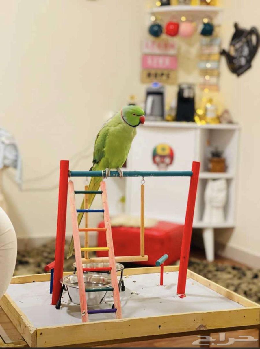 زوج كروان العمر 4 شهور64567794972547114