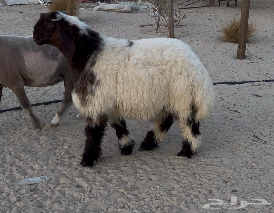 مشروع فحل نعيم صنف ادبس64565925744643110