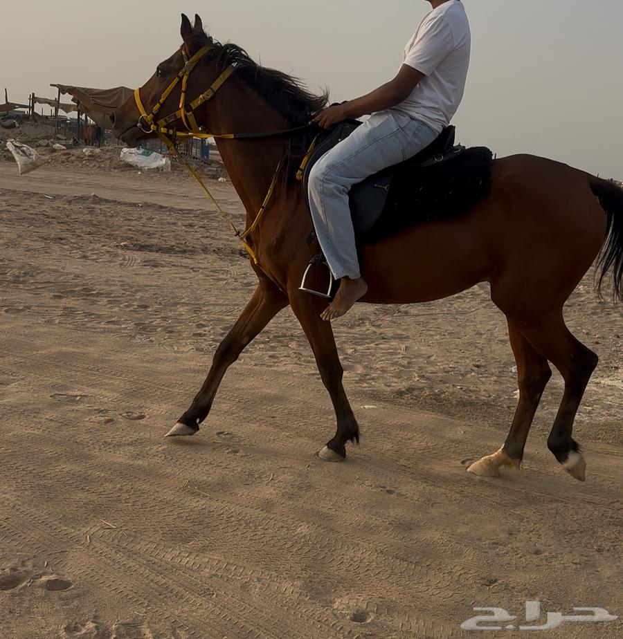 فرس مدرسة للبيع64562866840449111