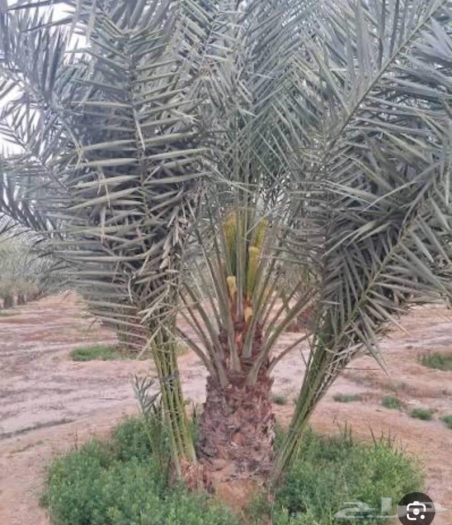 فروخ نخل خلاص للبيع64566381996290110