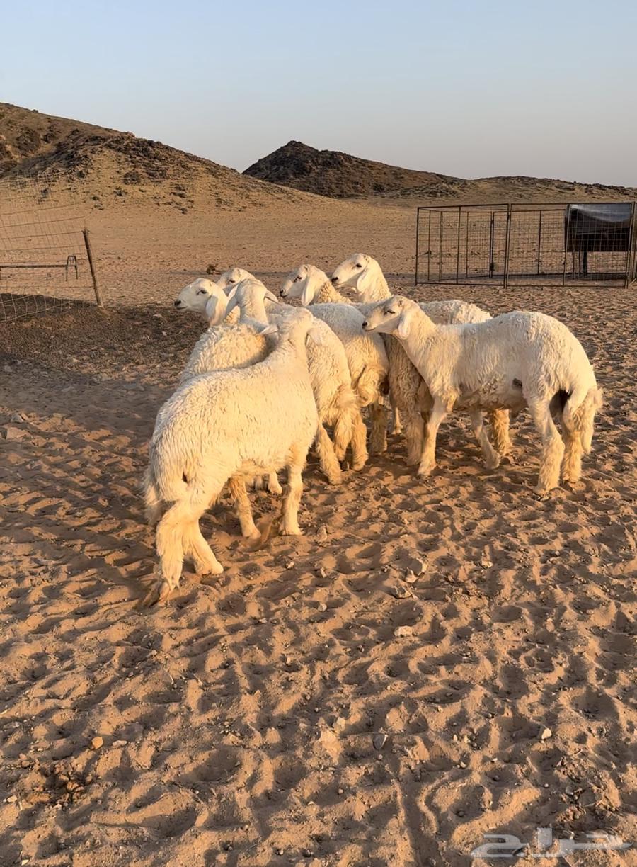 للبيع طليان حرية طيبة64566589385217113