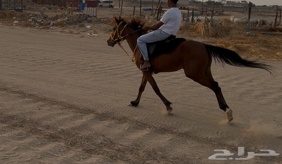 فرس مدرسة للبيع64562866840449113