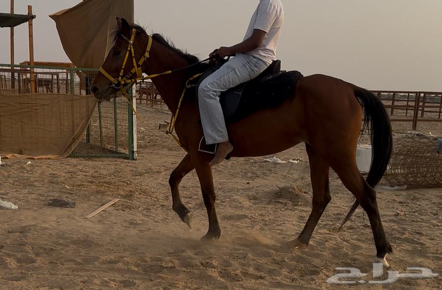 فرس مدرسة للبيع64562866840449110