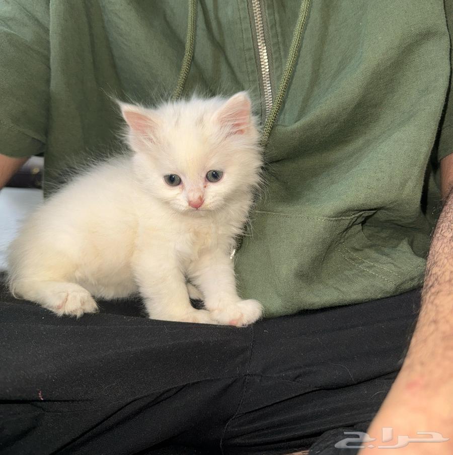 بس شيرازي العمر اقل من شهر64566603367426111