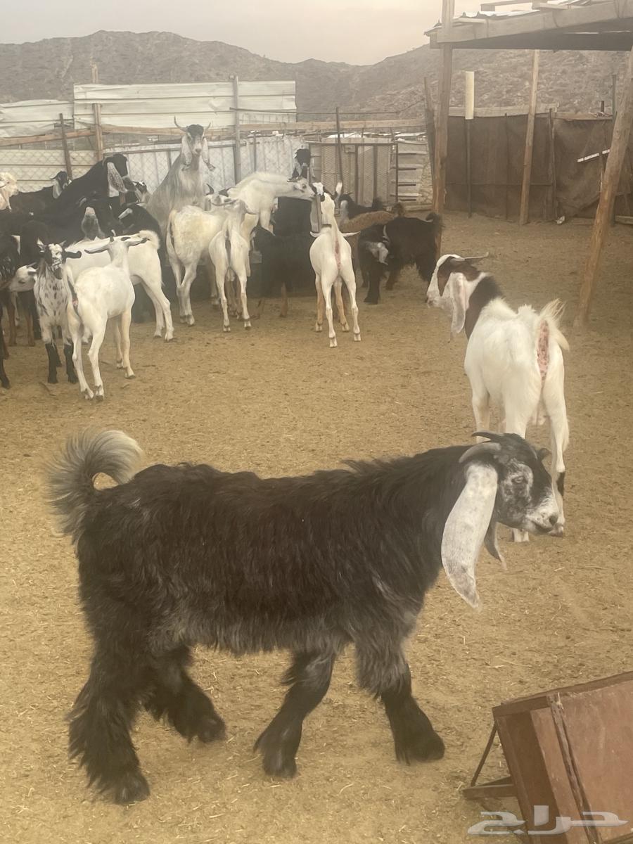 Local goats for sale, free with slaughter and delivery64565925674754110