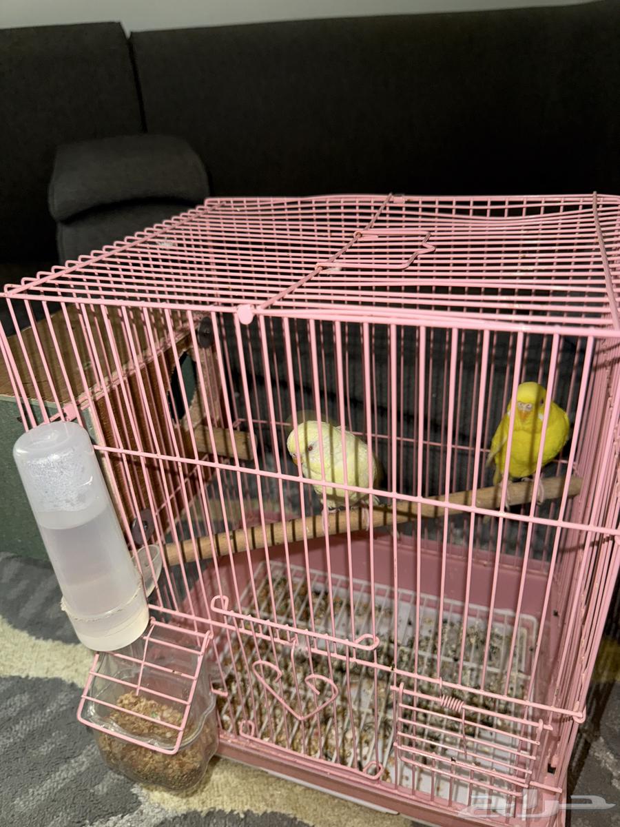 زوج بادجي64564379404289111