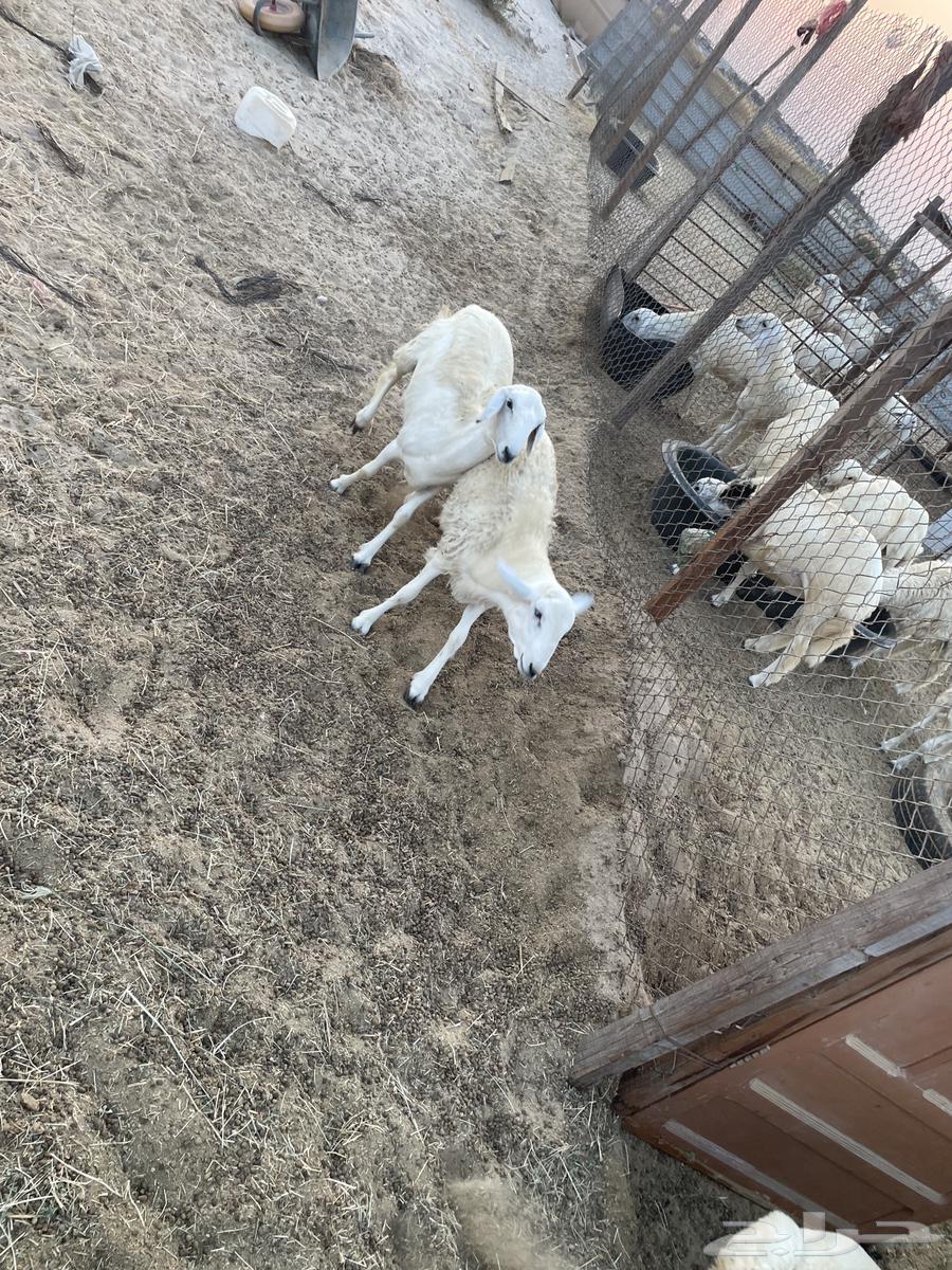 ذبايح للبيع الدمام الضاحيه السعر من 1400 الى 155064570421700225114