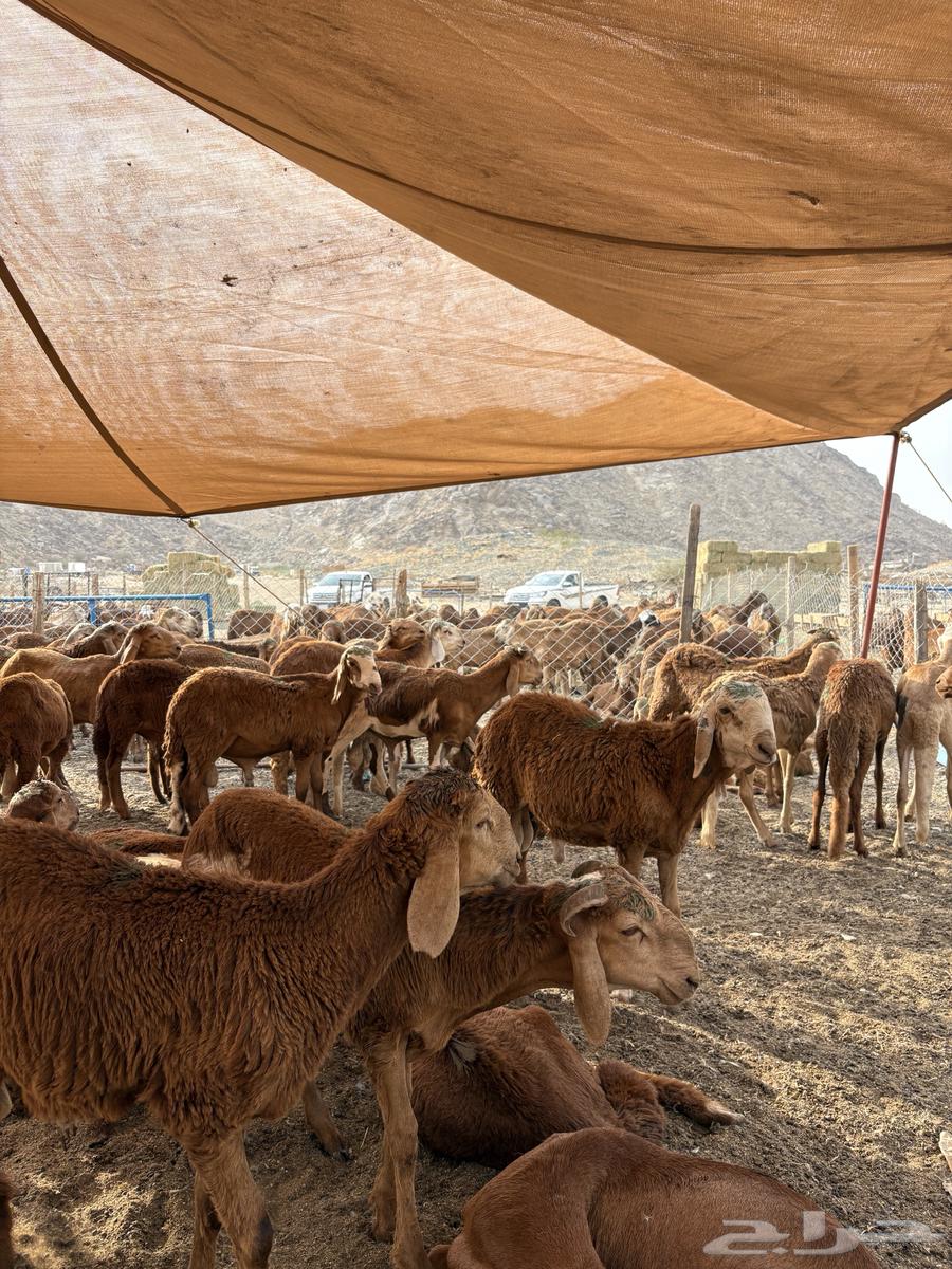 طليان سواكن حمري64568030149507111