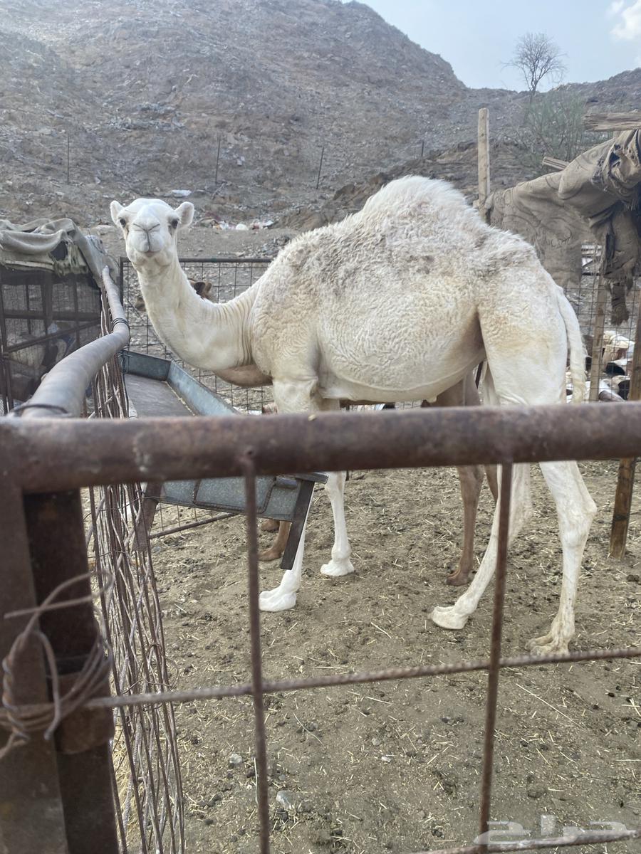 للبيع بكار64568252503681113