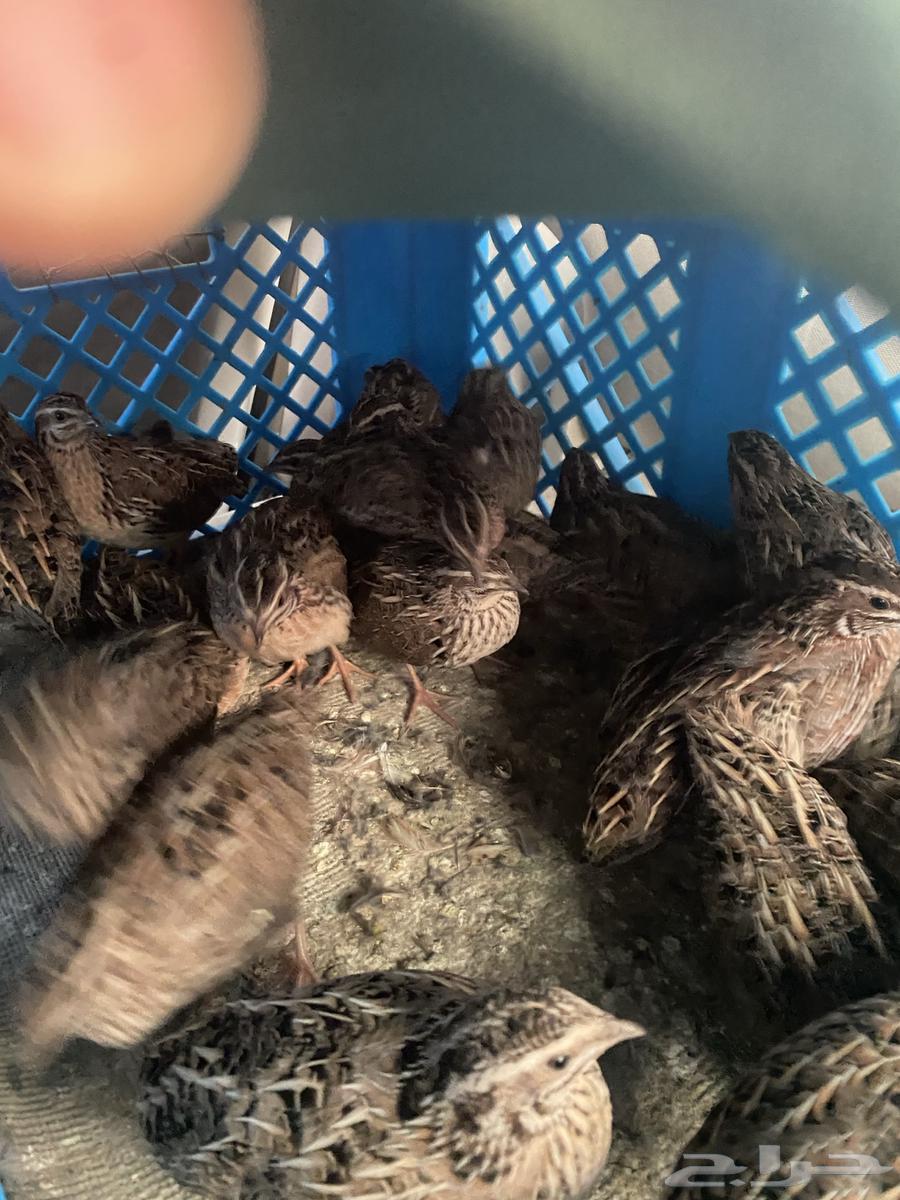 سماني. سمان الفري المهاجر64570285634947110