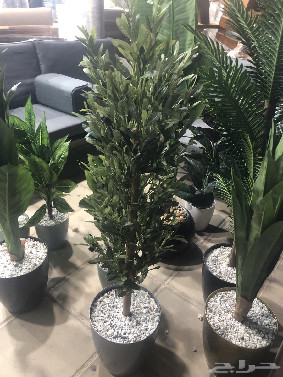 يوجد شجرة الزيتون موديلات جديد يوجد صغير64570996907395111