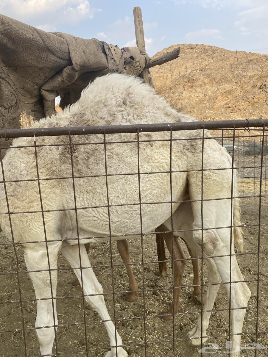 للبيع بكار64568252503681110