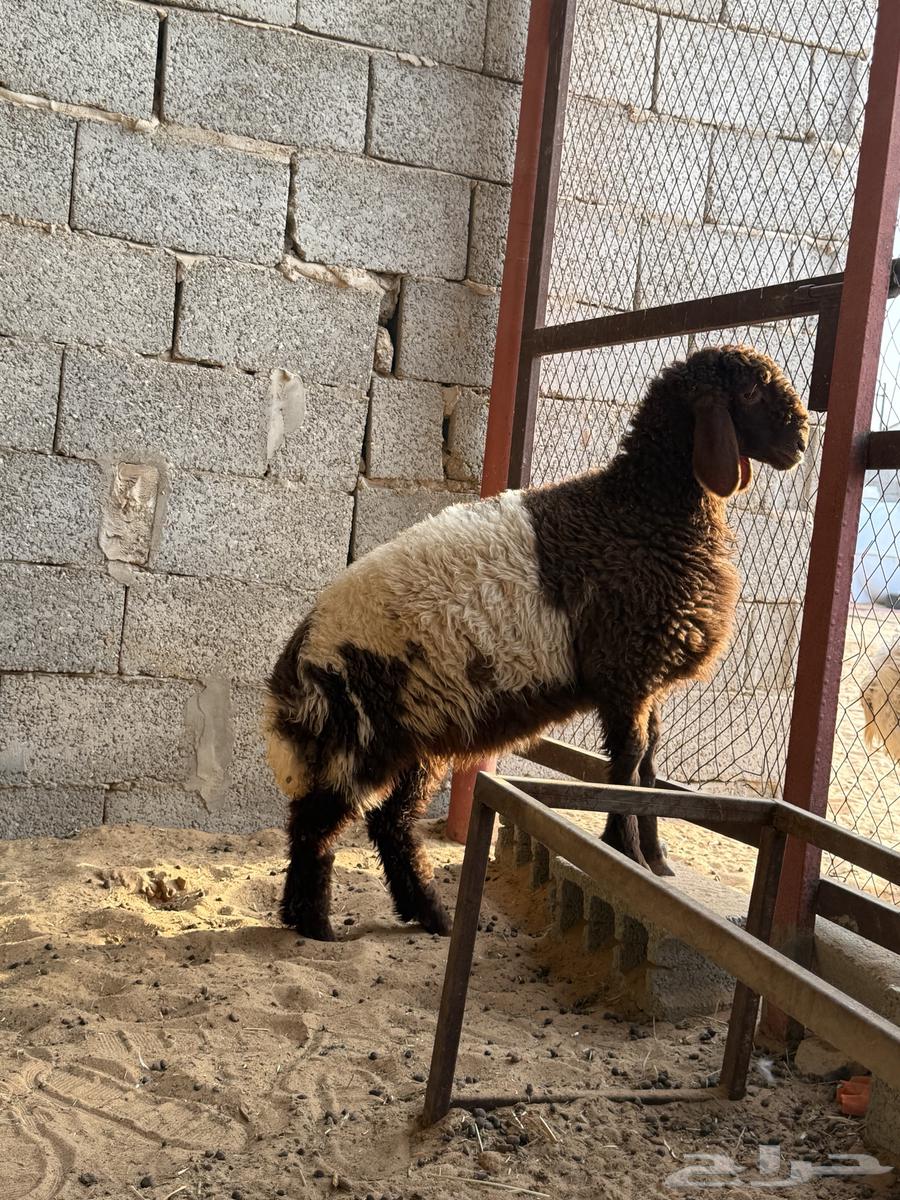 رخل نعيميه طيييبه64567808525441110