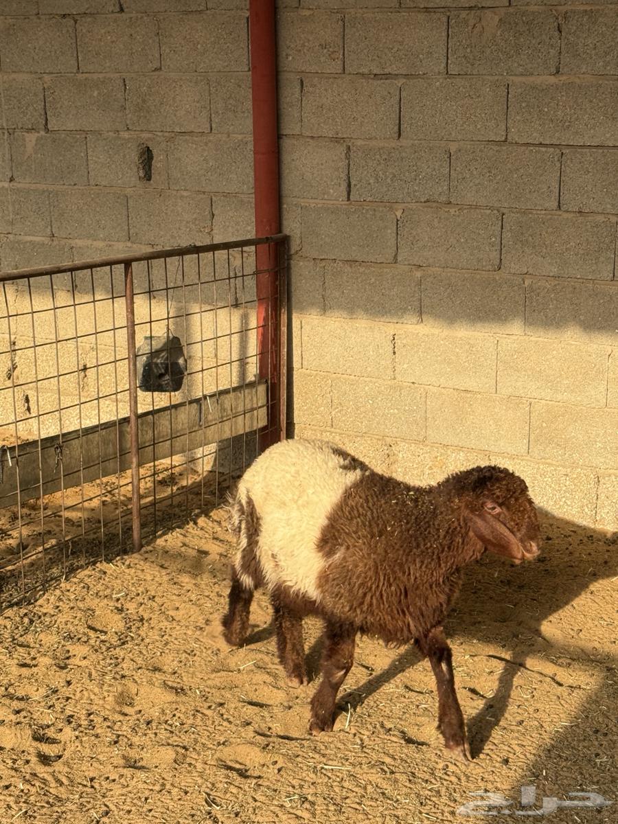 رخل نعيميه طيييبه64567808525441112